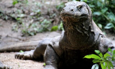 Coming face to face with a Komodo Dragon