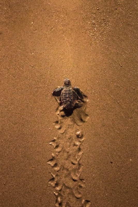 Turtle Encounter - 