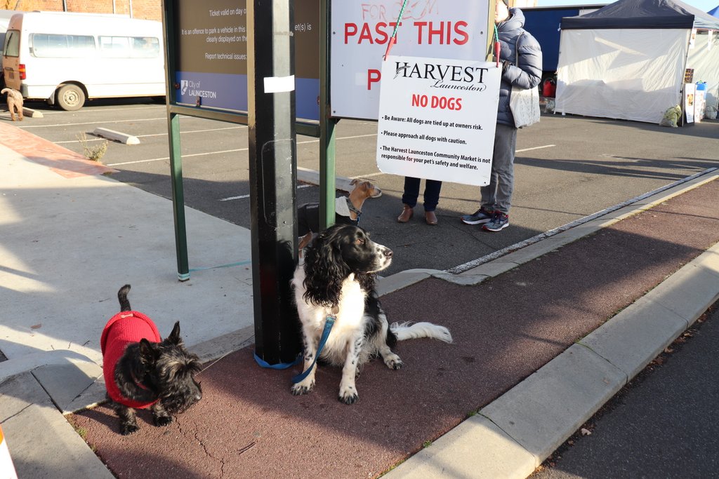 Image Dogs have to wait outside the Launceston Harvest Market.