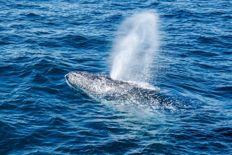 Moreton Bay whale blow