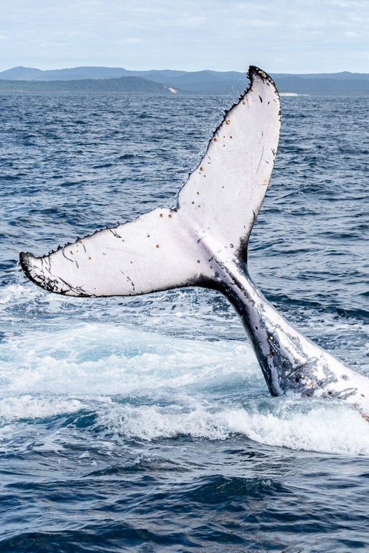 Brisbane whale watching in Moreton Bay tail slap