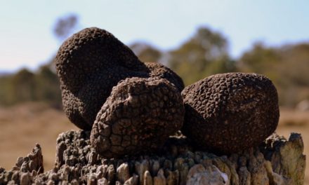Treat yourself at Queensland’s first Truffle Fest!