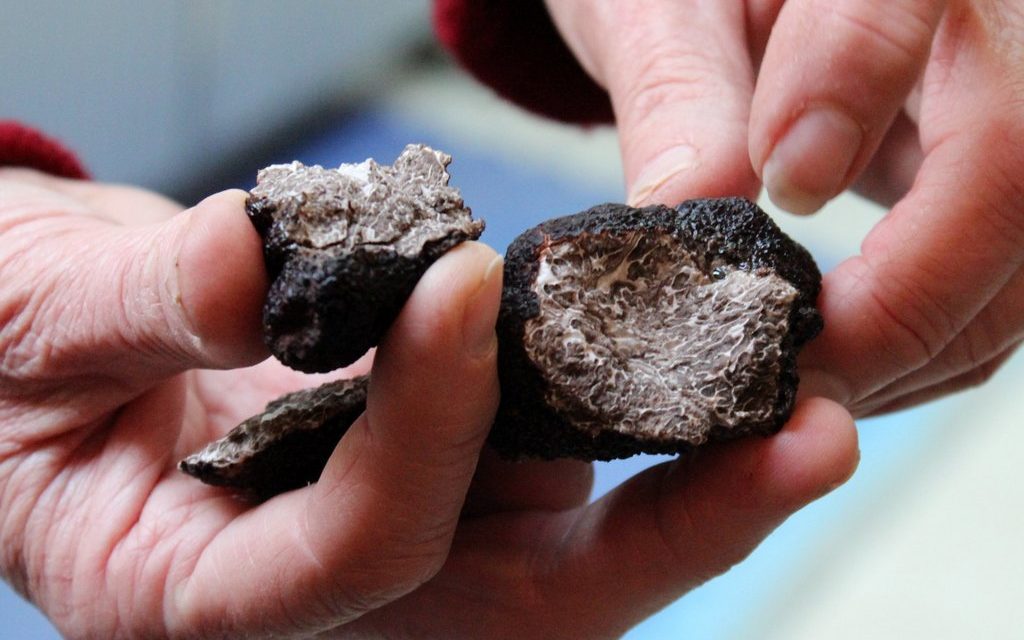 Where to find a Stanthorpe truffle