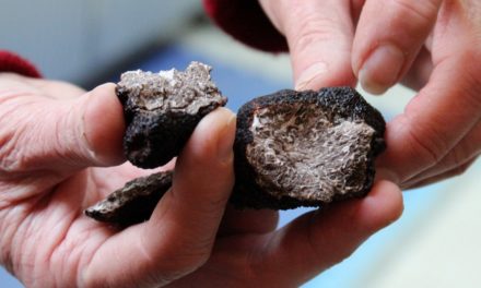 Where to find a Stanthorpe truffle