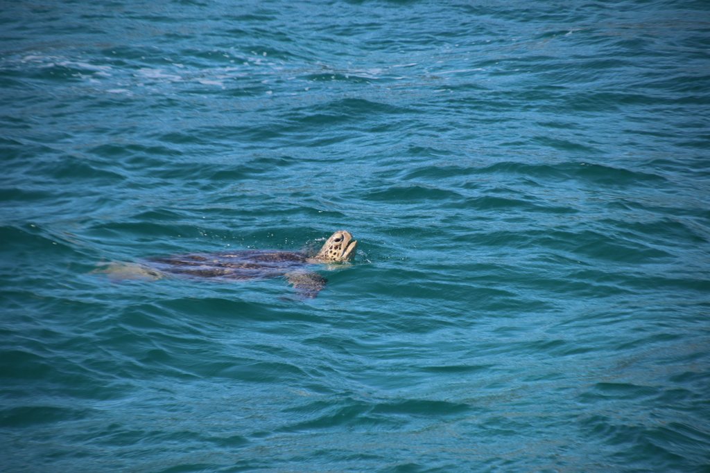 Turtle sighting just of Moreton Island.