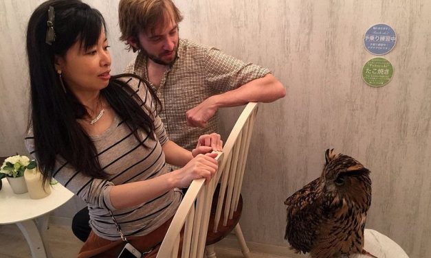 Find an owl cafe and other crazy cafes in Japan