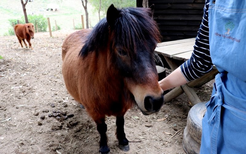 Miniature horse at Willow Vale Cooking School 