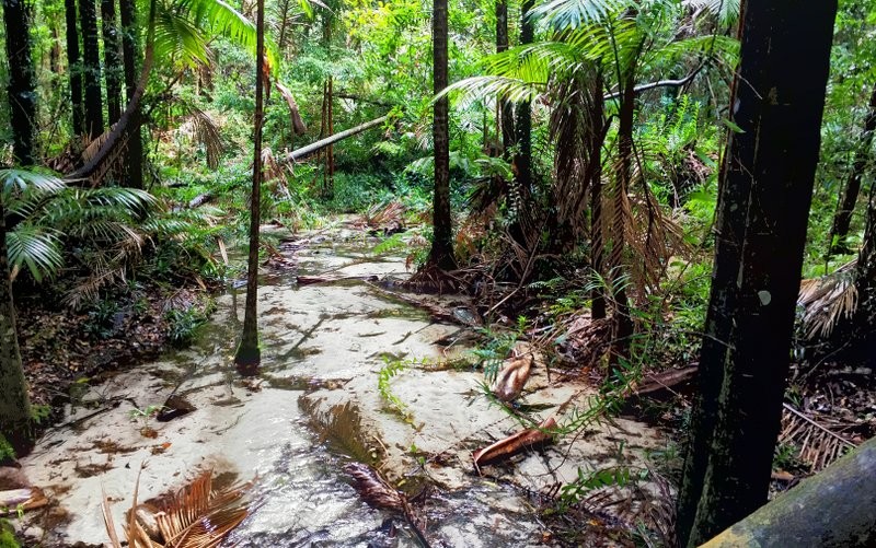 Wanggoolba Creek Fraser Island