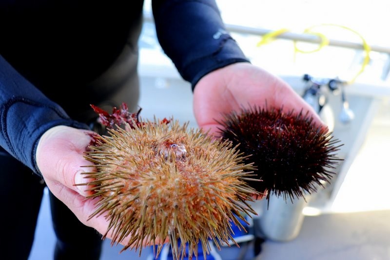 Sea urchins Tasmanian seafood