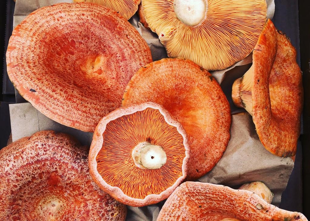 Gourmet experience NSW wild mushroom picking The Kyah