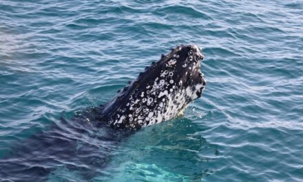 Close Encounters While Hervey Bay Whale Watching