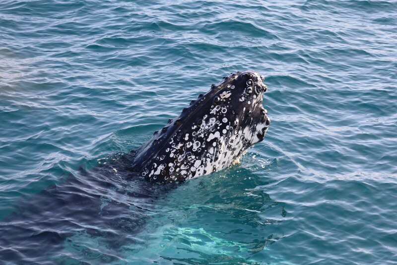 whale watching Hervey Bay