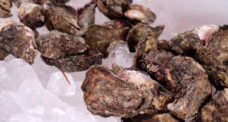 Kooringal Oyster Farm oysters shells