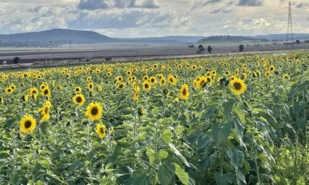 Summer Sunflower Selfies on the Darling Downs