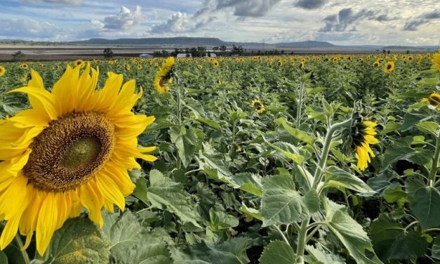 Winter Sunflower Selfies on the Darling Downs