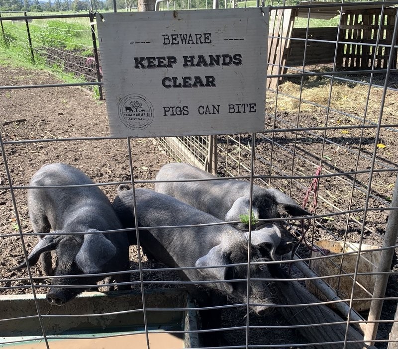 Tommerup Farm pigs