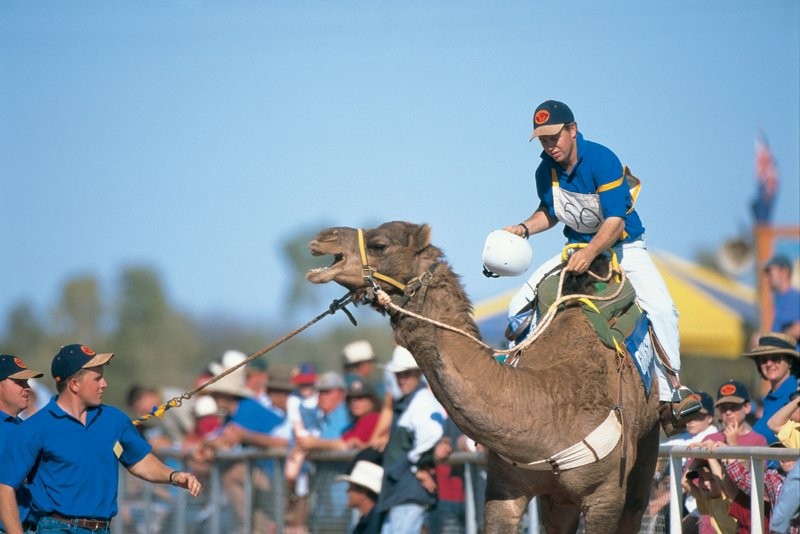 Outback Queensland Events Boulia Camel Races