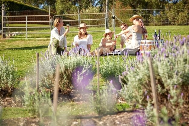 New exciting things to do in Brisbane Sirromet lavender picnic