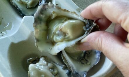 Straddie Oyster Festival is a must for oyster lovers