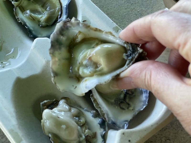 Straddie Oyster Festival plump oysters