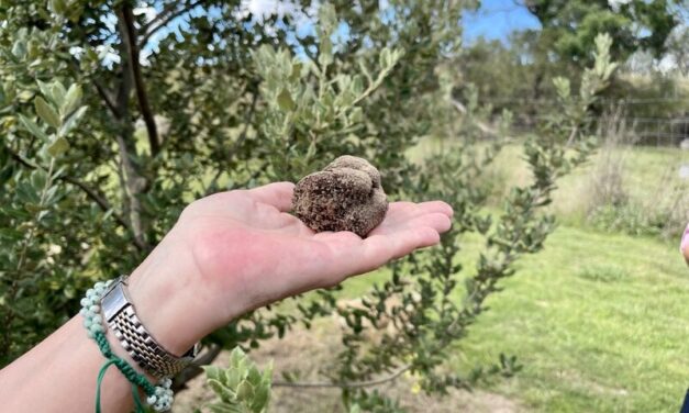 Buying truffles in Australia