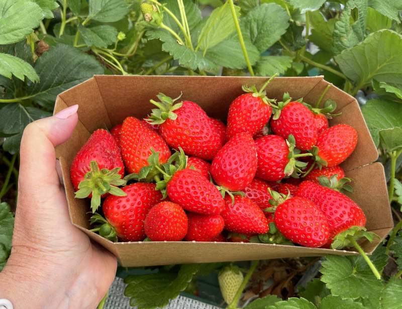 Eastern Colour strawberries