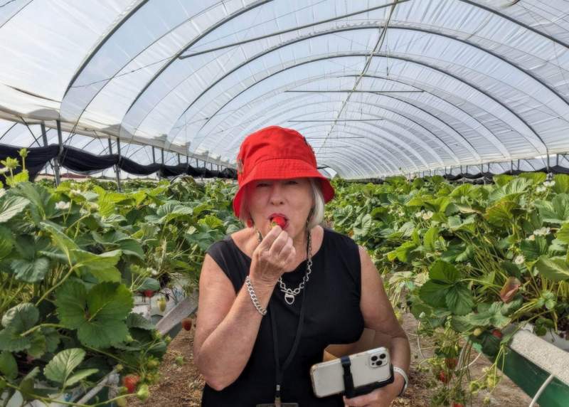 Kerry Heaney picks strawberries on the Granite Belt