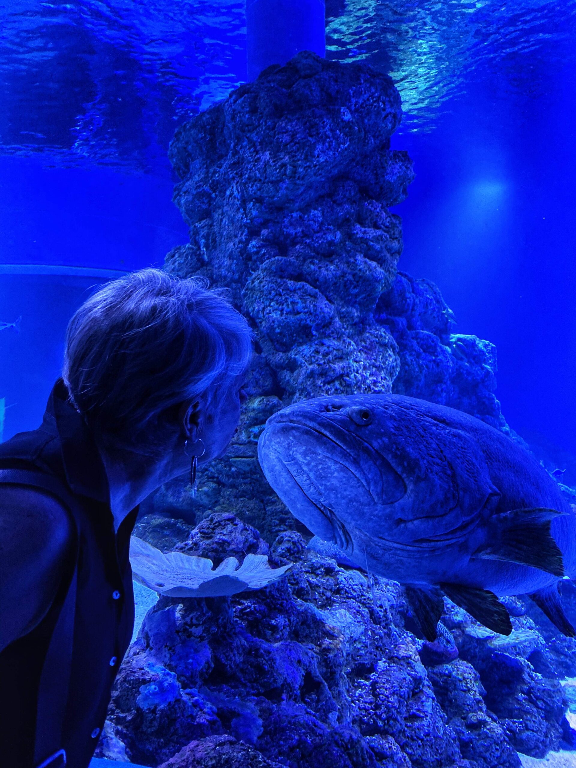 Cairns Aquarium groper