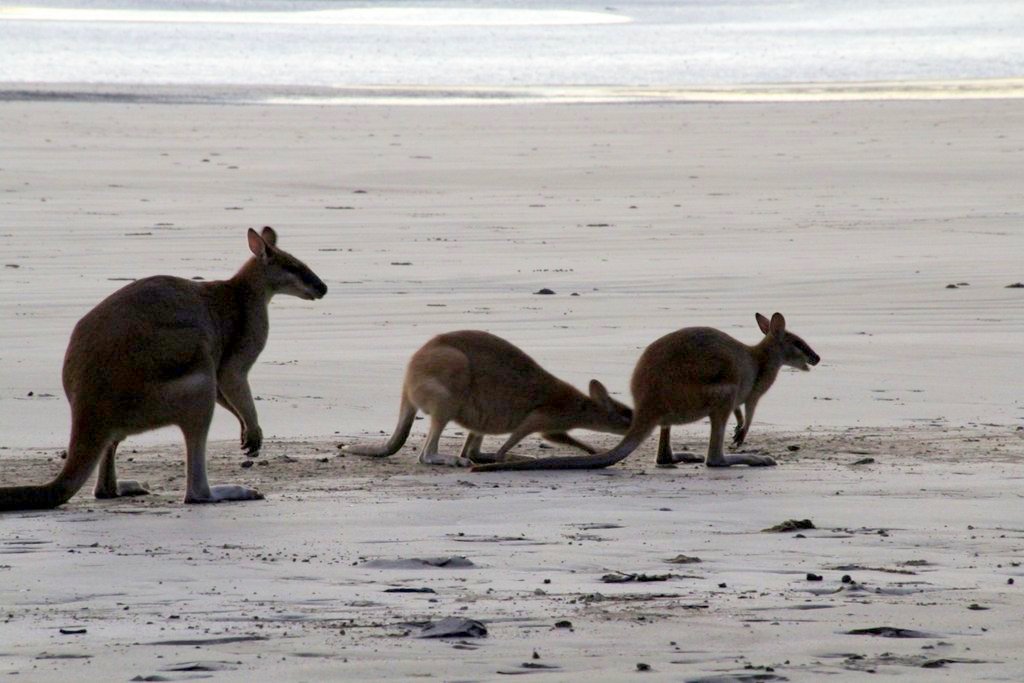 Kangaroos at Cape Hillsborough 